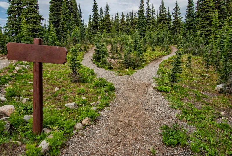 Fork in a forest path with direction sign — symbolising choices and change in therapy