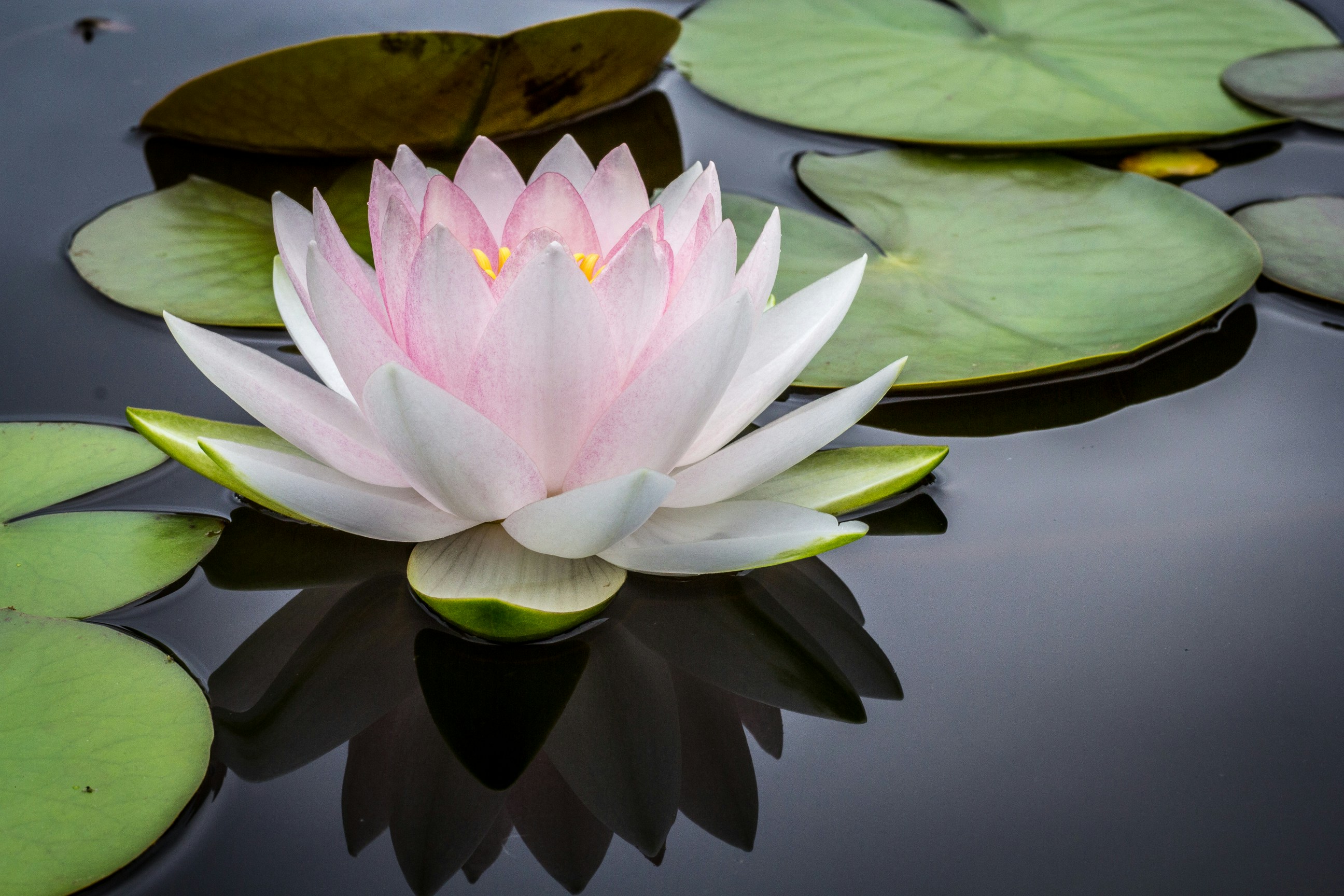 Image of a Lotus flower - Photo by Jay Castor